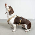 Load image into Gallery viewer, SOFTSHELL DOGHARNESS Dachshund Sand