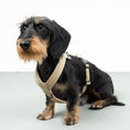 Load image into Gallery viewer, SOFTSHELL DOGHARNESS Dachshund Sand