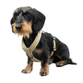 Load image into Gallery viewer, SOFTSHELL DOGHARNESS Dachshund Sand