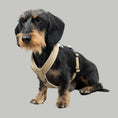 Load image into Gallery viewer, SOFTSHELL DOGHARNESS Dachshund Sand