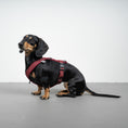 Load image into Gallery viewer, SOFTSHELL HUNDEGESCHIRR Dackel Weinrot