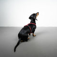 Load image into Gallery viewer, SOFTSHELL HUNDEGESCHIRR Dackel Weinrot