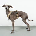 Load image into Gallery viewer, SOFTSHELL HUNDEGESCHIRR Iggy Sand