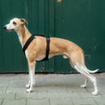 Load image into Gallery viewer, SOFTSHELL DOGHARNESS Sighthound Black