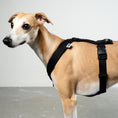Load image into Gallery viewer, SOFTSHELL DOGHARNESS Sighthound Black