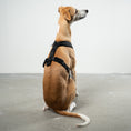 Load image into Gallery viewer, SOFTSHELL HUNDEGESCHIRR Windhund Schwarz