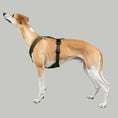 Load image into Gallery viewer, SOFTSHELL DOGHARNESS Sighthound Dark Olive
