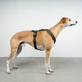 Load image into Gallery viewer, SOFTSHELL DOGHARNESS Sighthound Dark Olive
