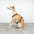Load image into Gallery viewer, SOFTSHELL DOGHARNESS Sighthound Dark Olive