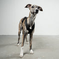 Load image into Gallery viewer, SOFTSHELL DOGHARNESS Sighthound Black