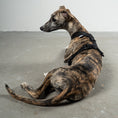 Load image into Gallery viewer, SOFTSHELL DOGHARNESS Sighthound Black