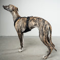 Load image into Gallery viewer, SOFTSHELL DOGHARNESS Sighthound Black