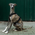 Load image into Gallery viewer, SOFTSHELL DOGHARNESS Sighthound Black