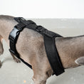 Load image into Gallery viewer, SOFTSHELL HUNDEGESCHIRR Iggy Schwarz