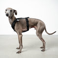 Load image into Gallery viewer, SOFTSHELL HUNDEGESCHIRR Iggy Schwarz