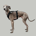 Load image into Gallery viewer, SOFTSHELL HUNDEGESCHIRR Iggy Schwarz