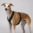 Load image into Gallery viewer, Whippet trägt ergonomisches Hundegeschirr aus Softshell in Schwarz – speziell für Windhunde entwickelt