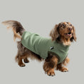 Load image into Gallery viewer, Sweat Shirt Dackel Matcha – hochwertige Hundekleidung für Dackel, Windspiele und Windhunde von Karma Hund Berlin – Ganzkörperansicht am Hund