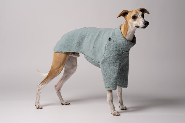 Whippet im Teddy-Fleece Outfit posiert vor urbaner Kulisse bei kühlem Wetter