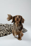 Load image into Gallery viewer, Porträt eines Zwergdackels auf einer Leo-Kuscheldecke, sauber ausgeleuchtete Studioaufnahme.