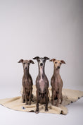 Load image into Gallery viewer, Doppelseitige Hundekuscheldecke aus Polar Fleece und Teddystoff, mit drei Italienische Windspiele im sitzen.