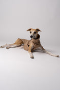 Load image into Gallery viewer, Nahaufnahme: Whippet trägt Long Shirt in Camel – weiches Fleece, perfekt verarbeitet für schmale Körperformen