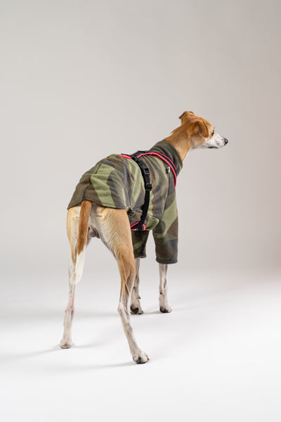 Eleganter Whippet im Camouflage Fleece-Pullover von Karma Hund – kuscheliger, funktionaler Style für aktive Hunde.