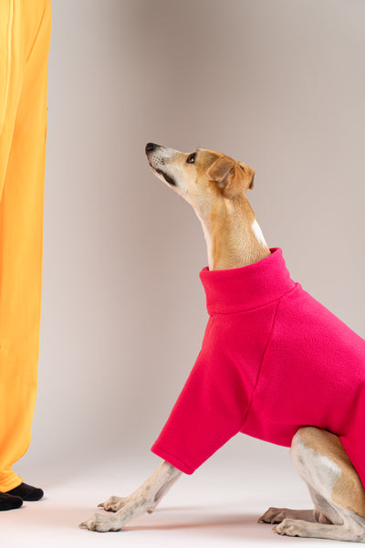 Whippet posiert im magentafarbenen Karma Hund Fleece-Pullover – modische Hundebekleidung mit femininer Note.