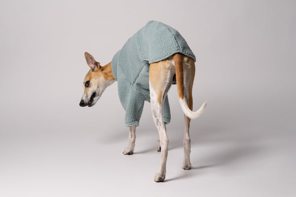 Whippet trägt kuscheligen Pullover aus Teddy-Fleece bei herbstlichem Spaziergang