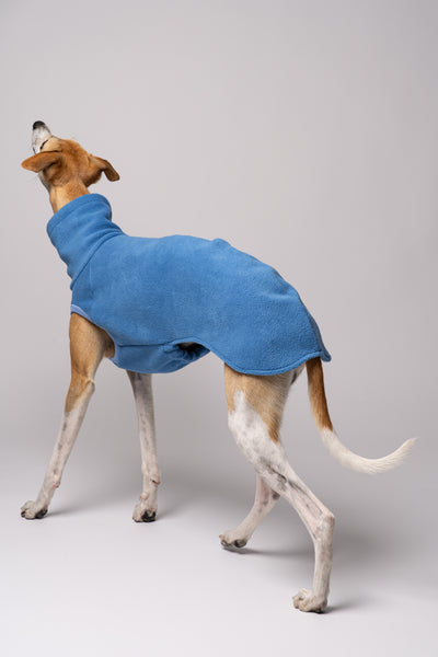Whippet trägt handgenähtes Hundeshirt aus Polar Fleece – perfekt angepasst für lange Rücken und schmale Taillen