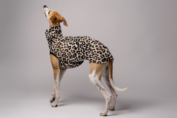 Whippet im Long Shirt in Leo – stilvolle Windhundmode mit wildem Muster und bequemer Passform
