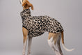 Load image into Gallery viewer, Whippet-Shirt in Leo – perfekte Verarbeitung für empfindliche Windhundhaut