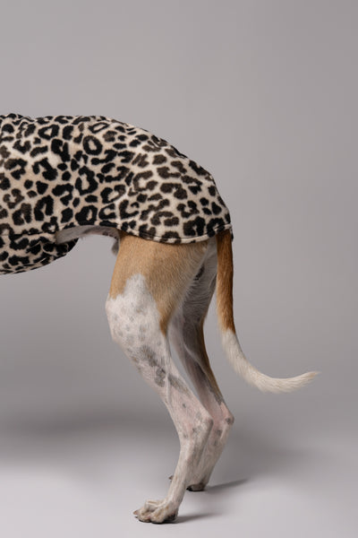 Whippet im Long Shirt in Leo – stilvolle Windhundmode mit wildem Muster und bequemer Passform