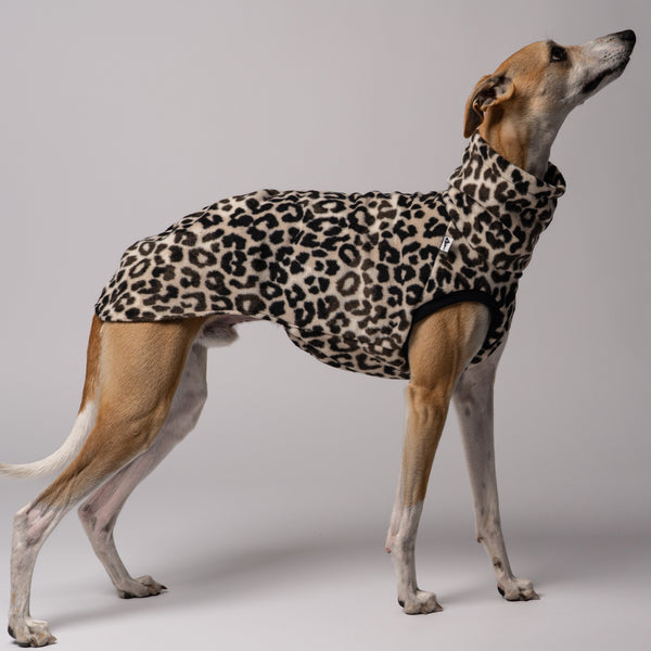 Whippet trägt handgenähtes Hundeshirt aus Polar Fleece – perfekt angepasst für lange Rücken und schmale Taillen