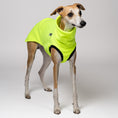 Load image into Gallery viewer, Whippet trägt auffälliges Long Shirt in Neon Yellow – sichtbar und stylisch