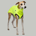 Load image into Gallery viewer, Whippet trägt auffälliges Long Shirt in Neon Yellow – sichtbar und stylisch