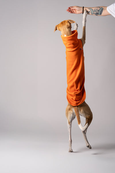Whippet in Bewegung - in atmungsaktiven Shirt aus Fleece in Orange