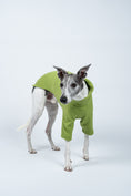 Load image into Gallery viewer, Whippet frontal im Fleecepullover in hellem Grün – ideal für kühle, aber milde Tage