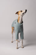 Load image into Gallery viewer, Detailaufnahme des elastischen Bauchbunds am Pullover eines Whippets