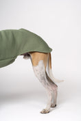 Load image into Gallery viewer, Nahaufnahme: Matcha Sweatshirt auf dem schlanken Körper eines Whippets