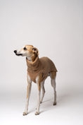 Load image into Gallery viewer, Flauschiger Look: junger Whippet im Teddy-Shirt in Camel