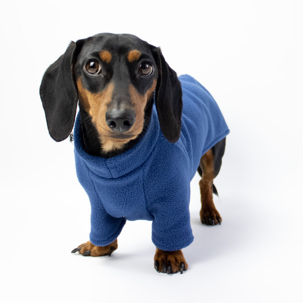 Sweaters made best sale for dachshunds