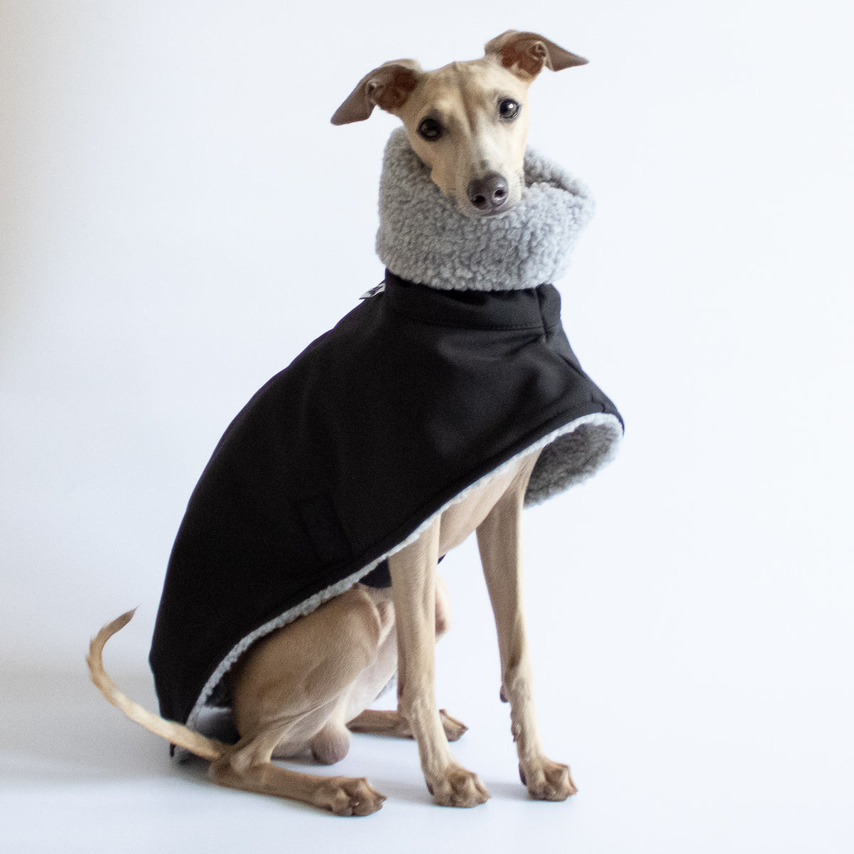 Italian greyhound winter sales clothes