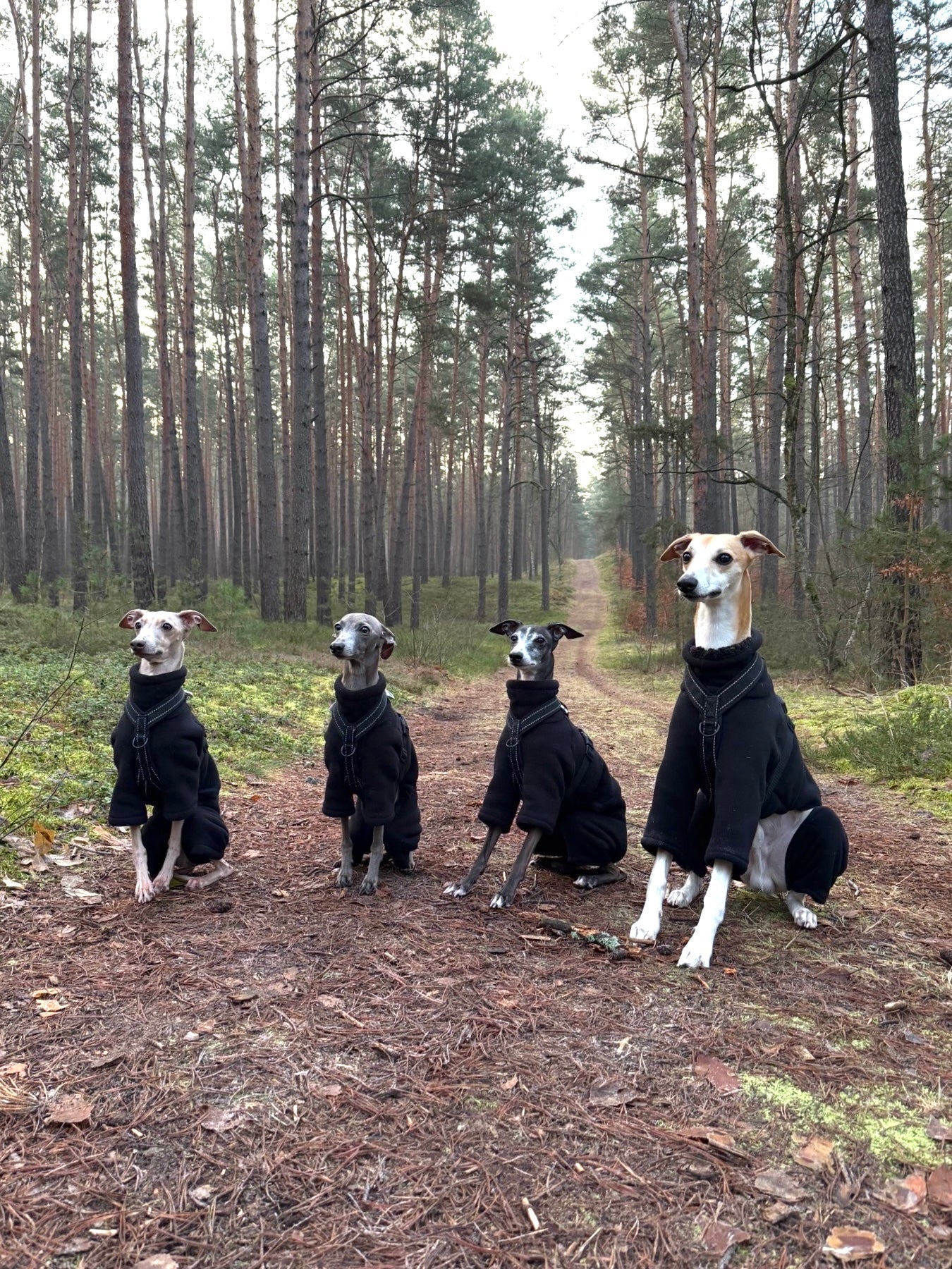 Gehört der Hundepullover über oder unter das Geschirr?