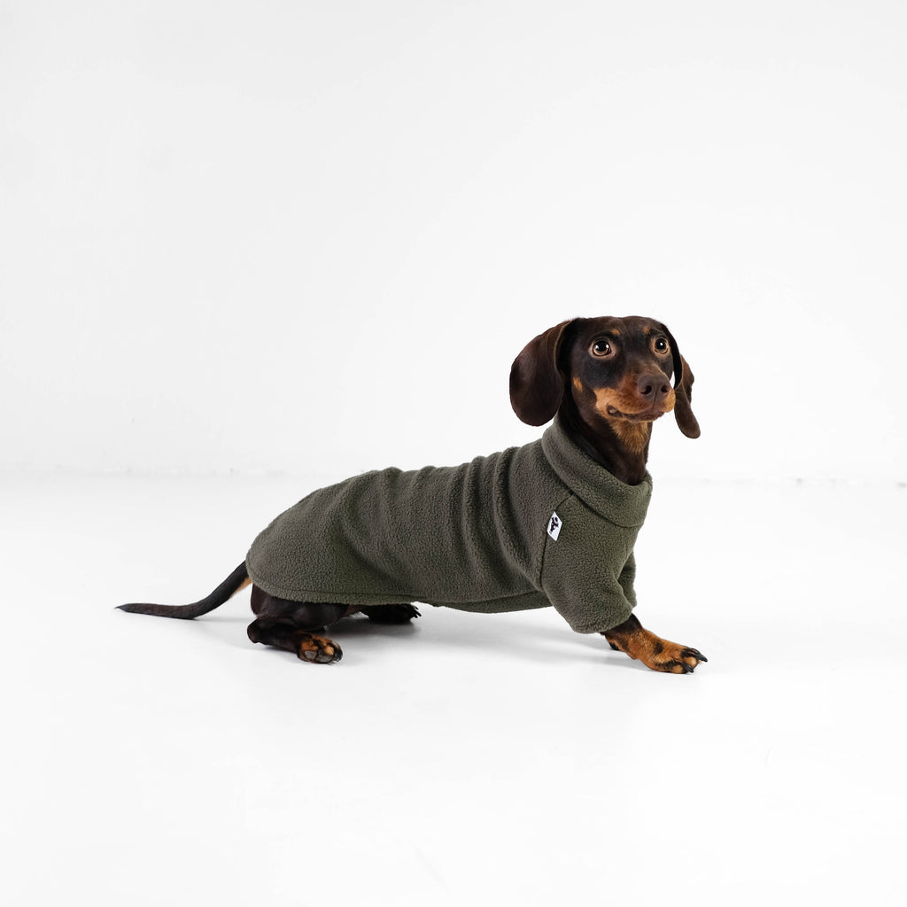 Why dachshunds need specially adapted clothing at low temperatures