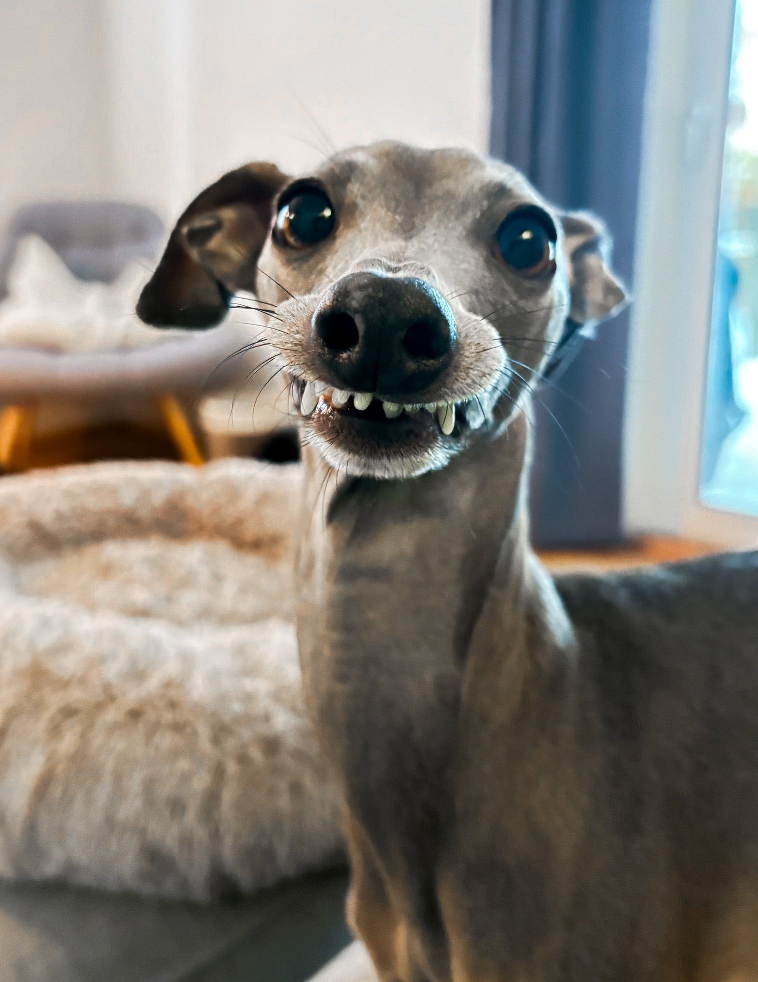 Das Italienische Windspiel: Eleganz, Sensibilität und besondere Bedürfnisse