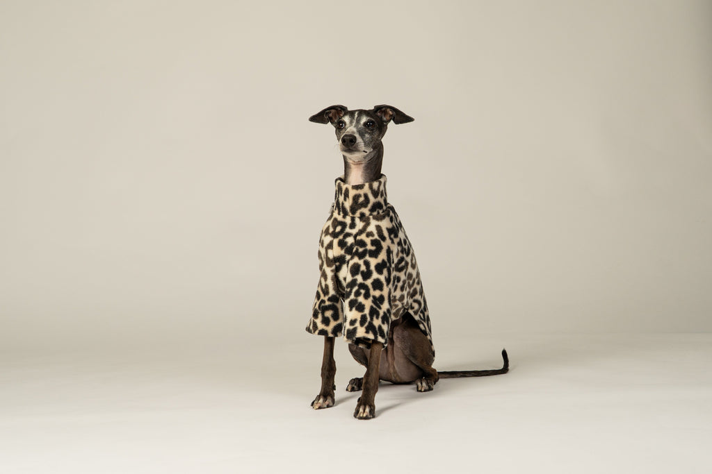 Italian Greyhound: Elegant companions for everyday life and sport
