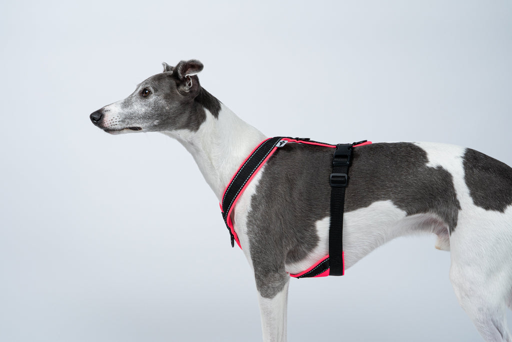 The perfect equipment for your dog