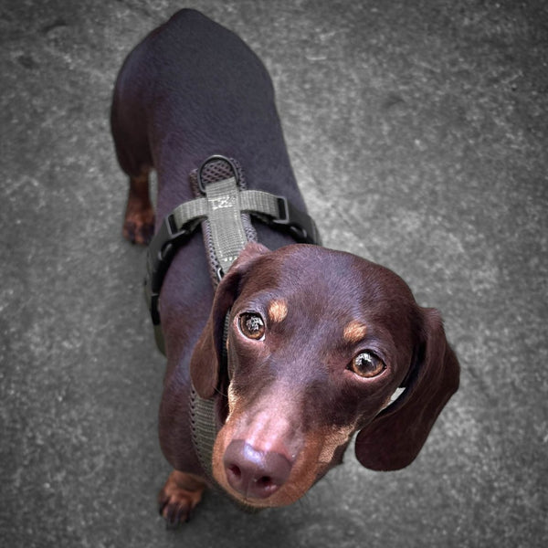 Dachshund Harness Olive