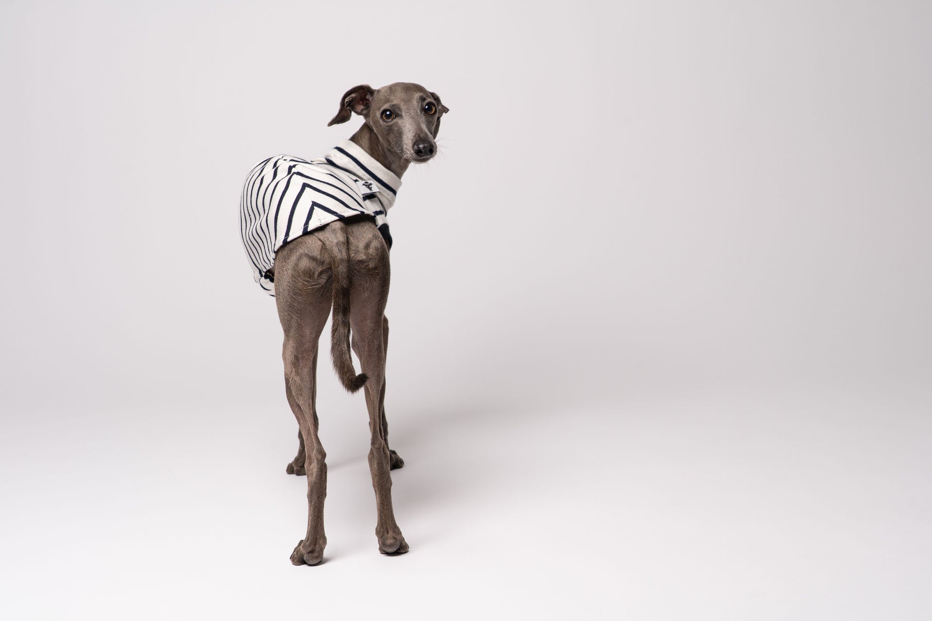 Italienisches Windspiel Kleidung